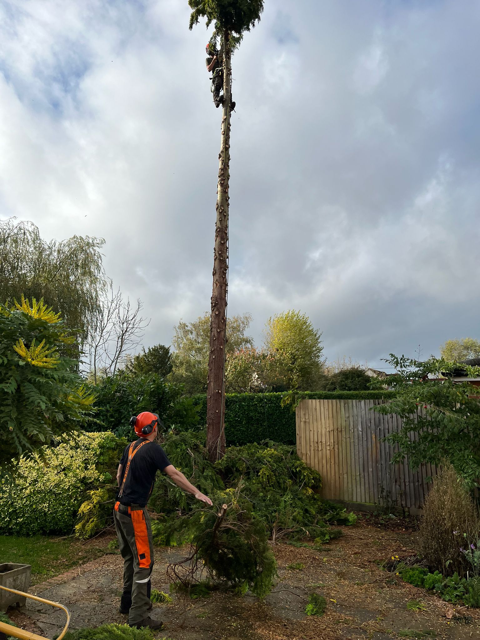 Tree Felling Project