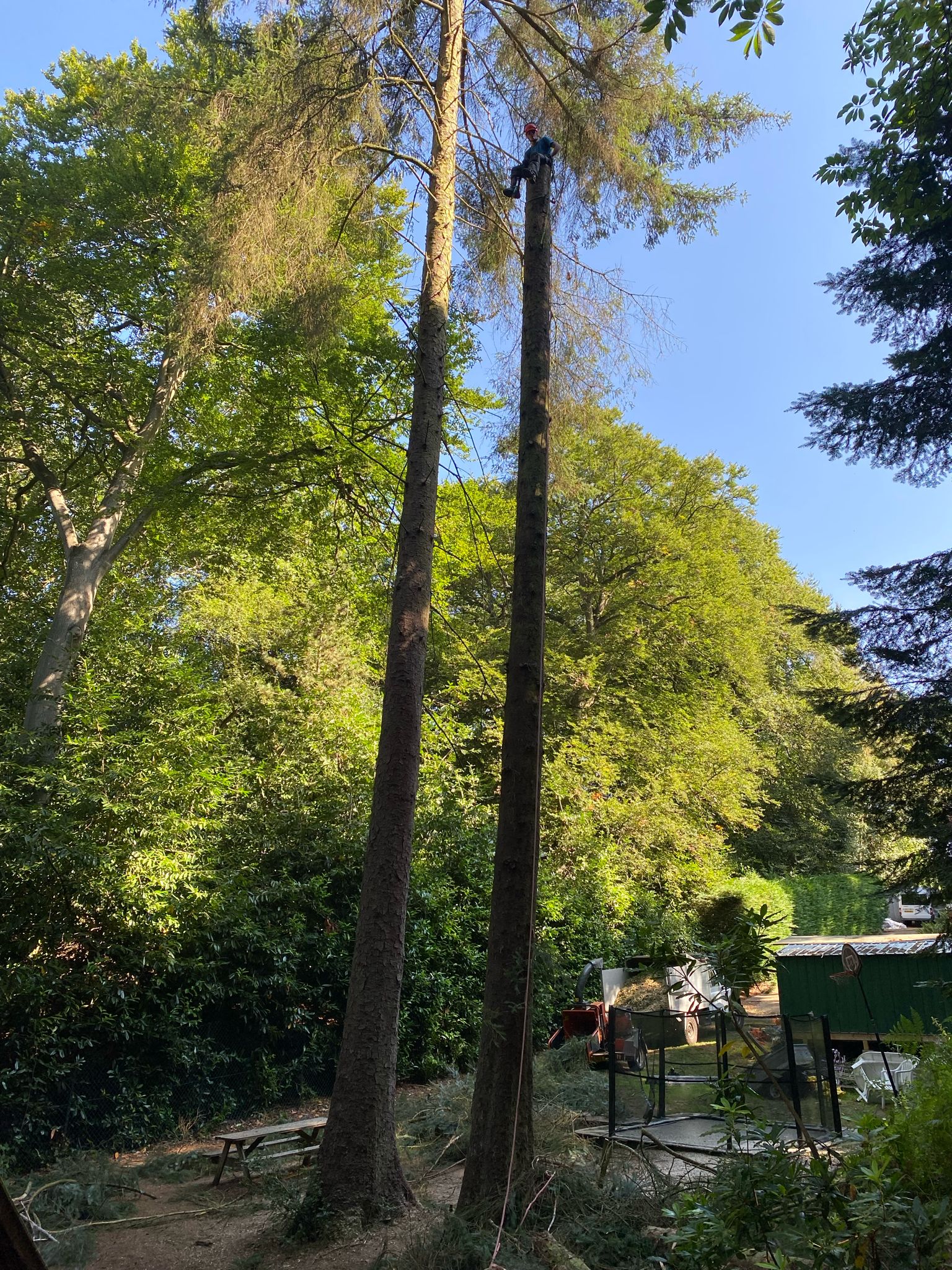 Tree Felling Project