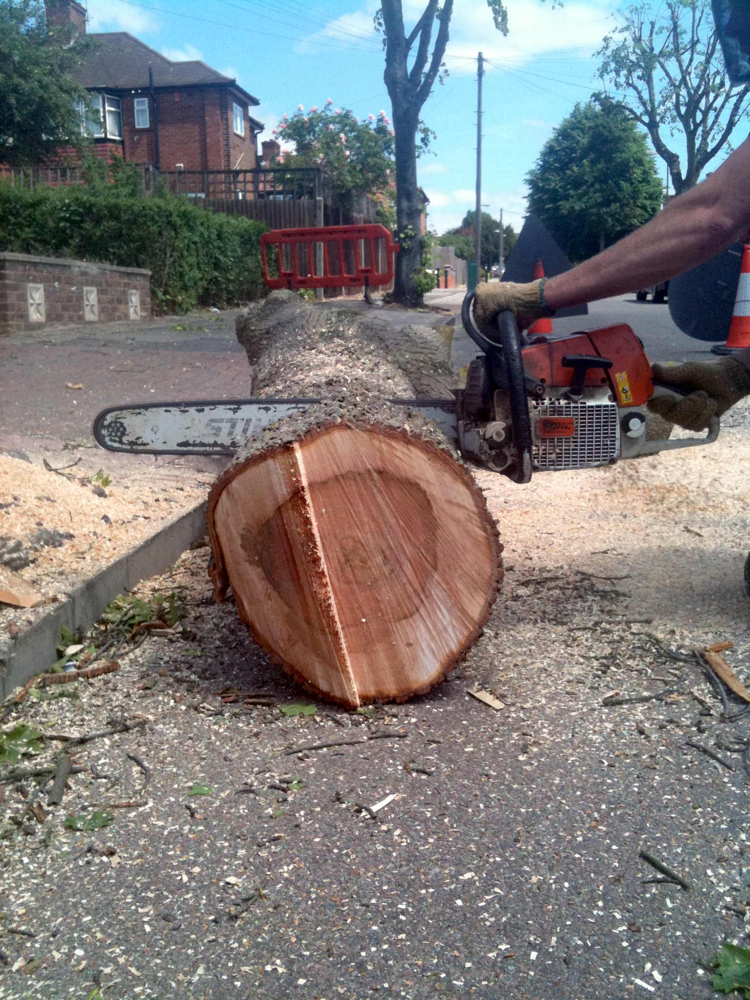 Tree Felling Project