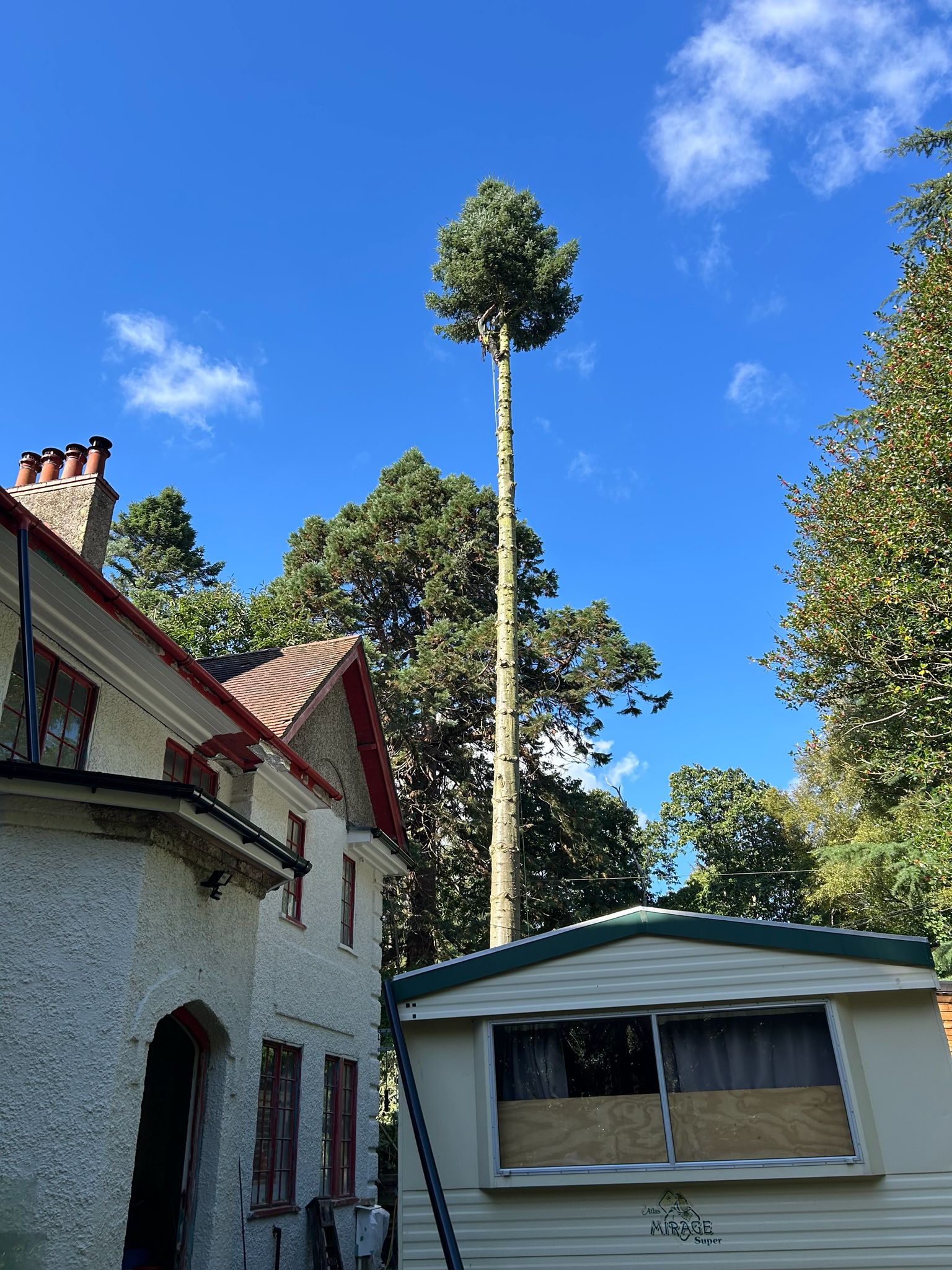 Tree Felling Project