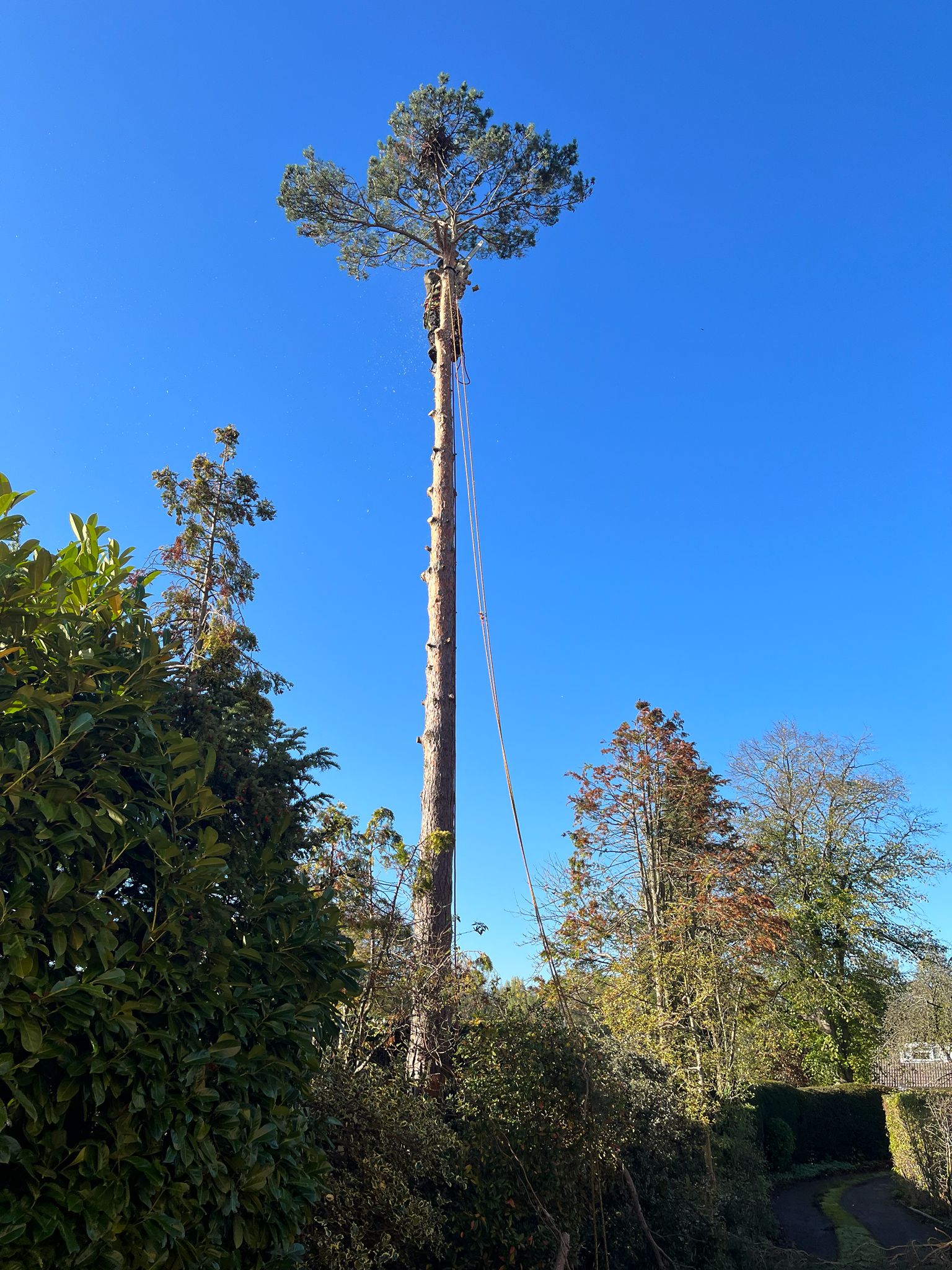 Tree Felling Project