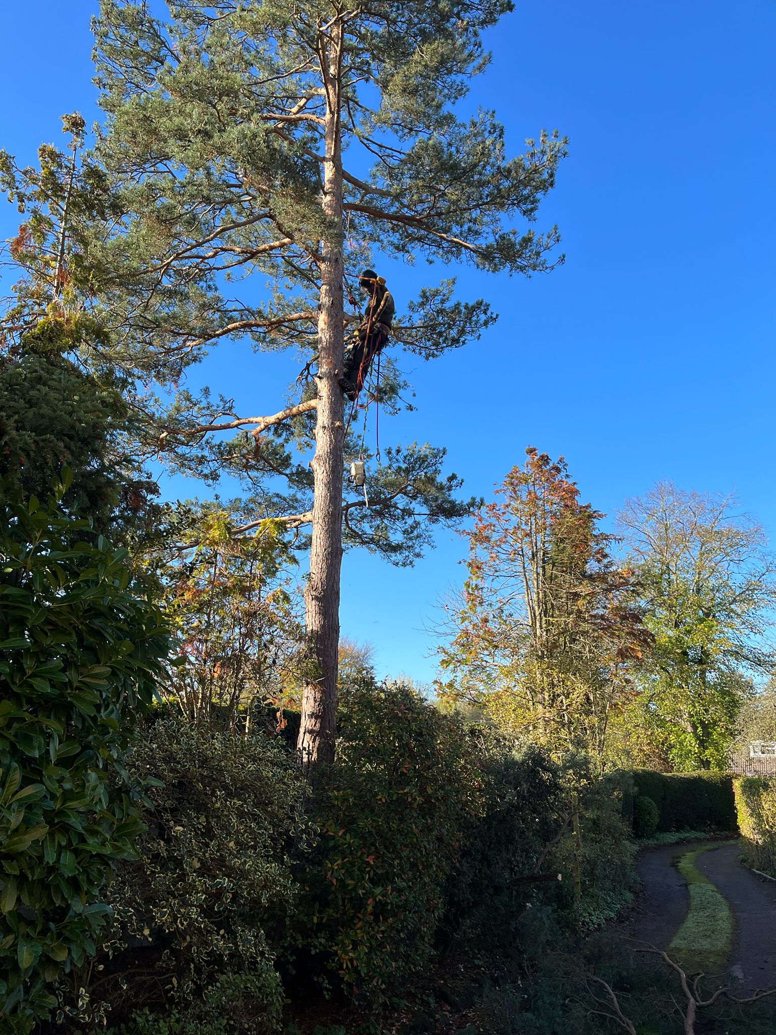 Tree Felling Project