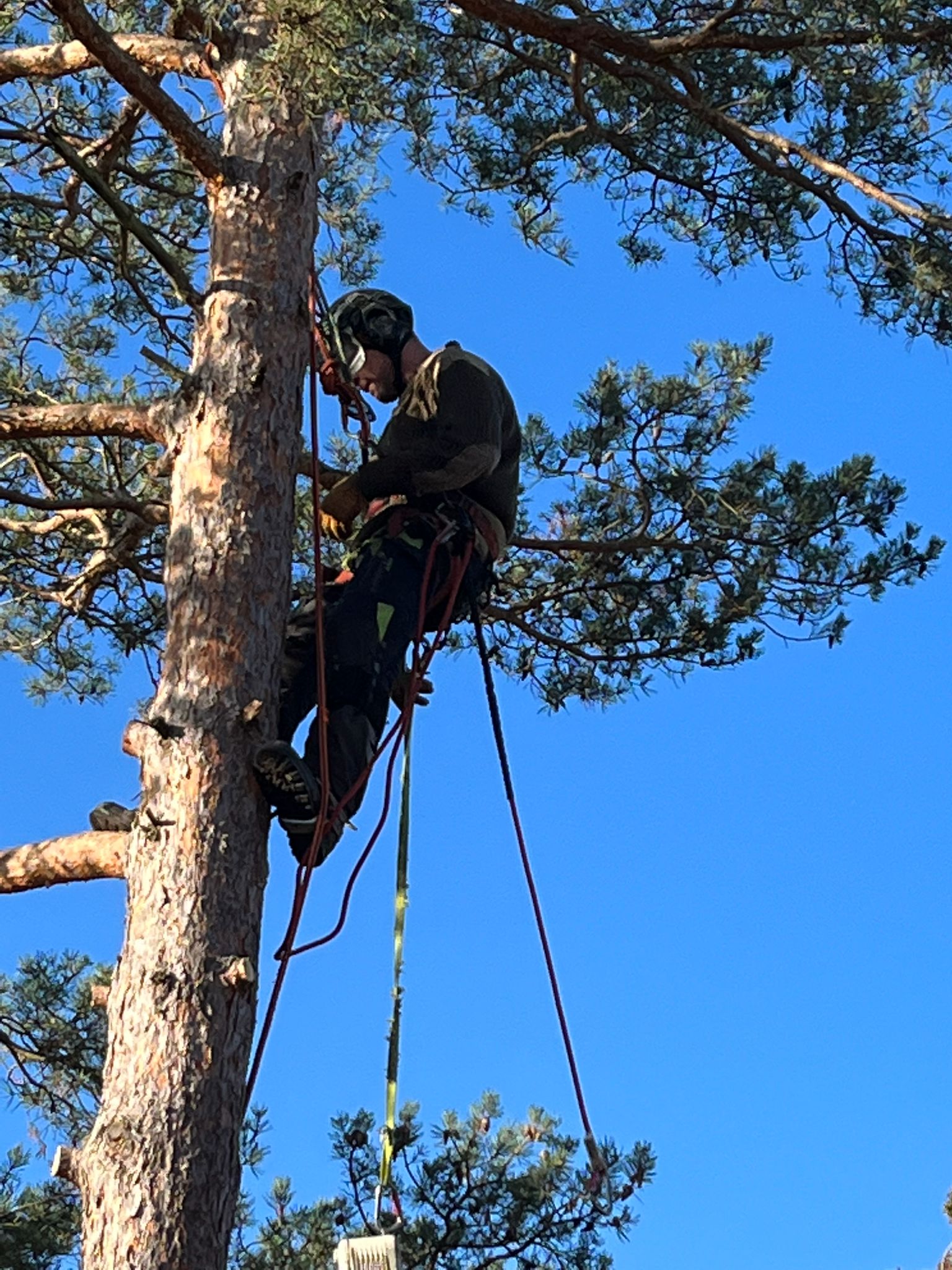 Tree Felling Project