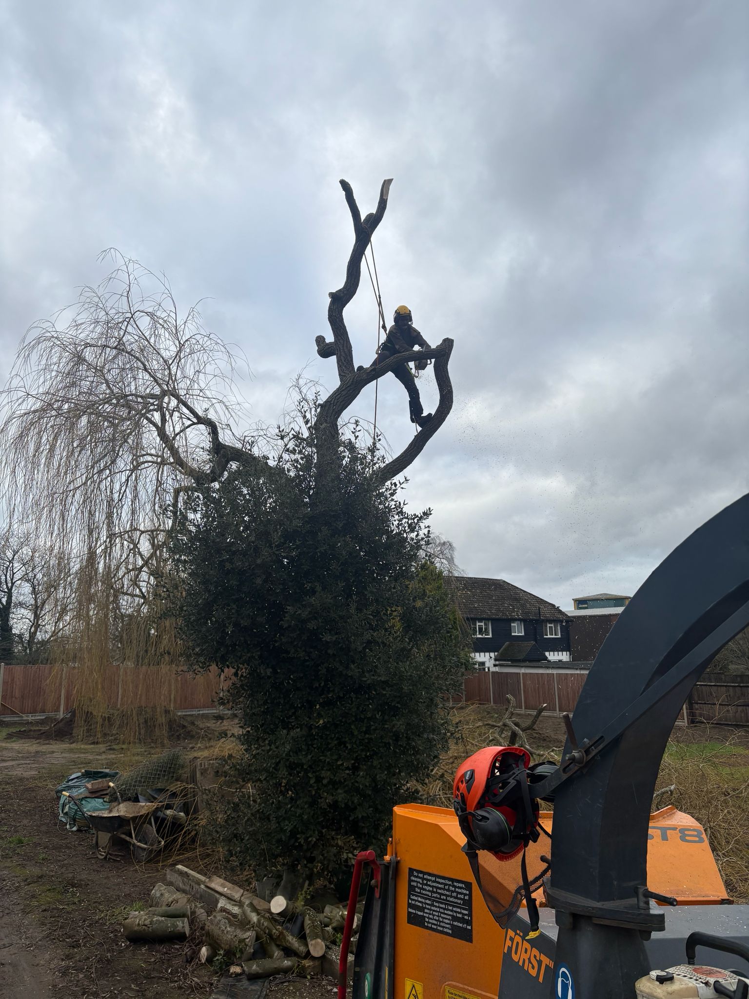 Tree Felling Project